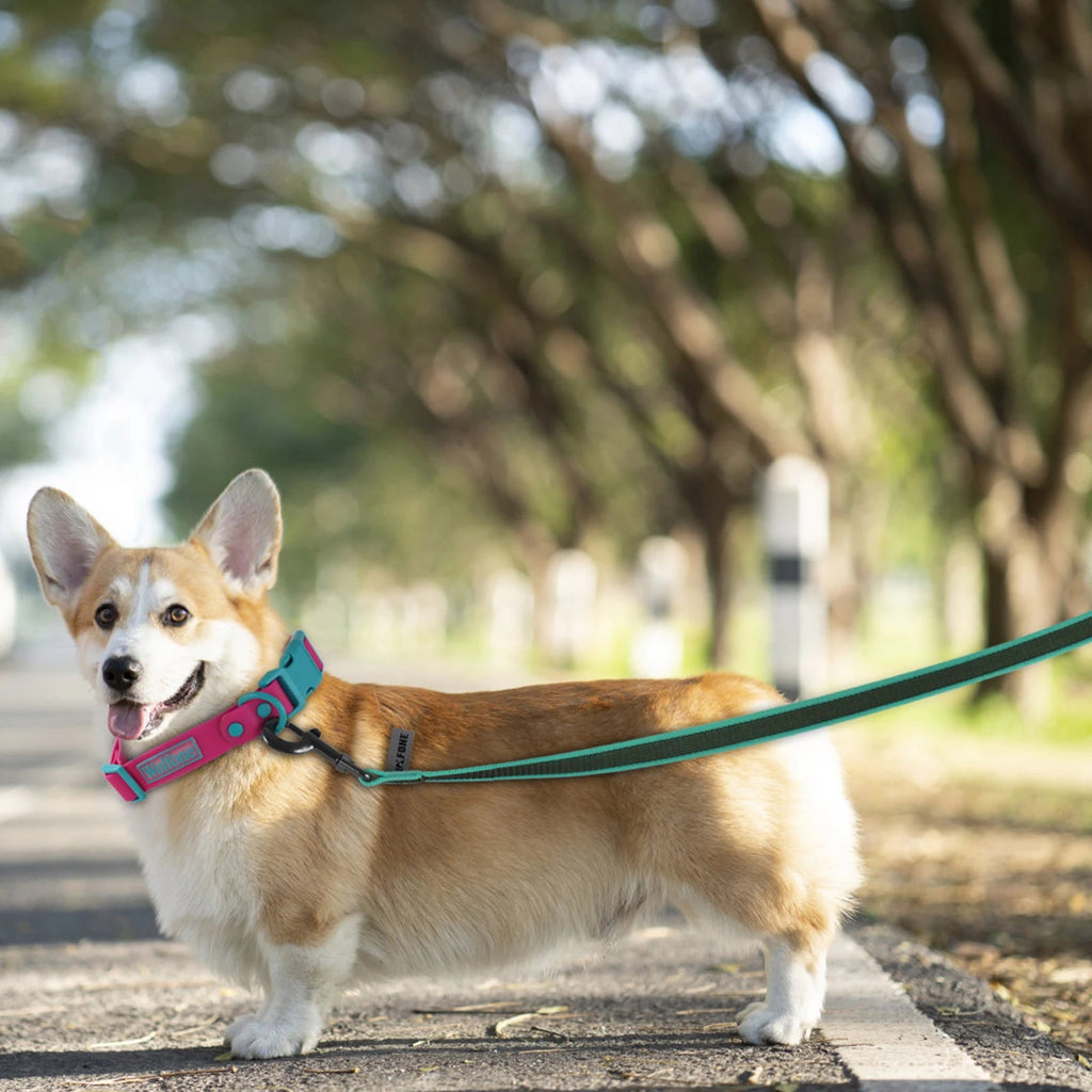 1.5M 2M 3M 15M Medium small Long Dog Leash 10M Latex Silk Easy and Convenient Light Training Big Dog Leashes 5 meter Quick Pick Grocers