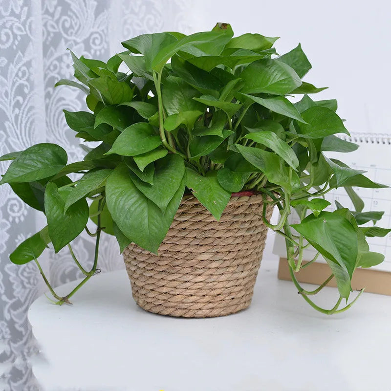 Straw Weaving Flower Plant Pot Basket Grass Planter Basket Indoor Outdoor Flower Pot Cover Plant Containers for Plantable Plants Quick Pick Grocers